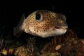   this porcupinefish was slowly swimming around during night dive... headed straight toward me positioned myself front angle... you barely see diver background... Nikon D300 Tokina 1017 DS160 flash dive angle background 10-17 10 17  